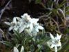 edelweiss-randonnée-alpes-lac-noir